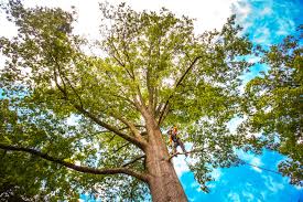 Best Weed Control  in Bushnell, FL