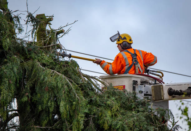 Professional Tree Services in Bushnell, FL