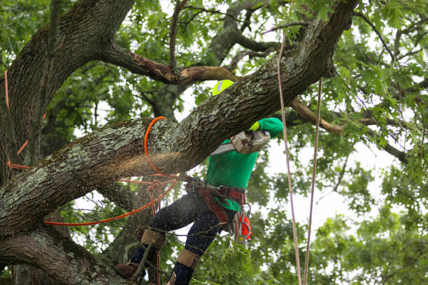 Best Commercial Tree Services  in Bushnell, FL