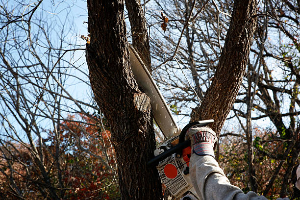 How Our Tree Care Process Works  in  Bushnell, FL